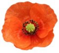 Orange Poppy Club